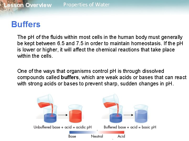 Lesson Overview Properties of Water Buffers The p. H of the fluids within most