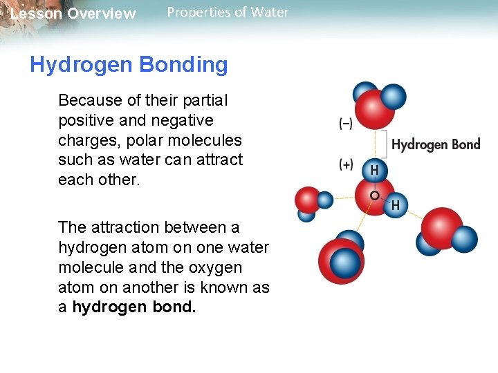 Lesson Overview Properties of Water Hydrogen Bonding Because of their partial positive and negative