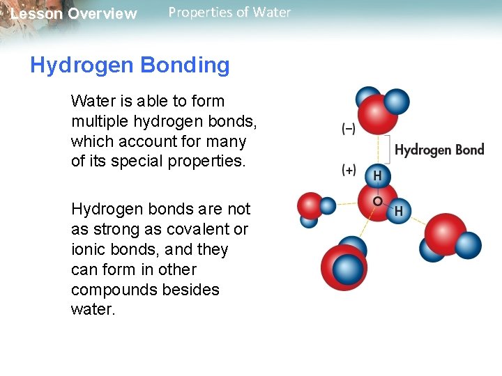 Lesson Overview Properties of Water Hydrogen Bonding Water is able to form multiple hydrogen