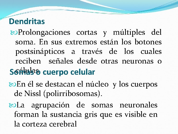 Dendritas Prolongaciones cortas y múltiples del soma. En sus extremos están los botones postsinápticos