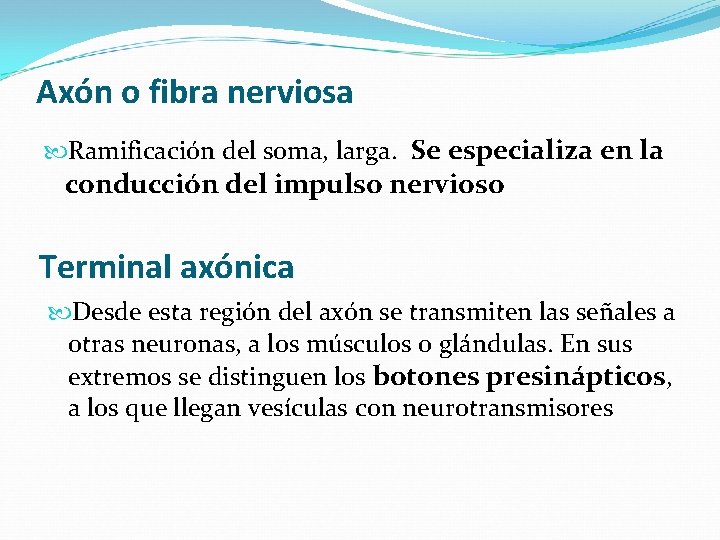 Axón o fibra nerviosa Ramificación del soma, larga. Se especializa en la conducción del