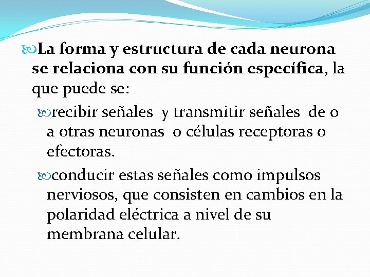  La forma y estructura de cada neurona se relaciona con su función específica,