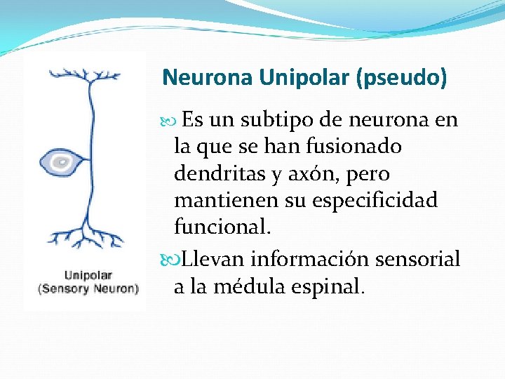 Neurona Unipolar (pseudo) Es un subtipo de neurona en la que se han fusionado