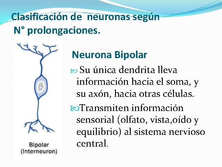 Clasificación de neuronas según N° prolongaciones. Neurona Bipolar Su única dendrita lleva información hacia