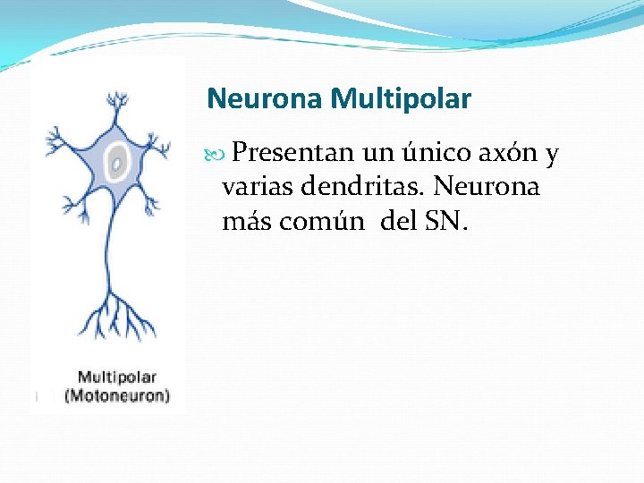 Neurona Multipolar Presentan un único axón y varias dendritas. Neurona más común del SN.