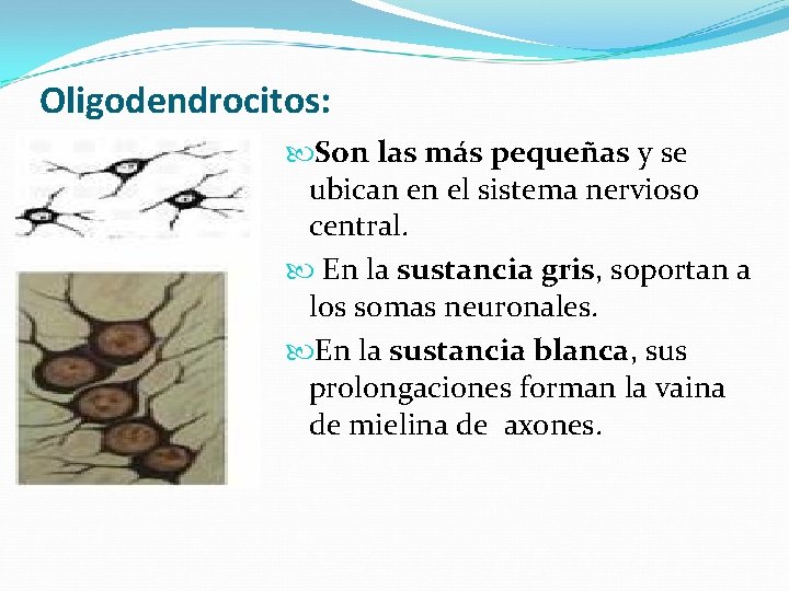 Oligodendrocitos: Son las más pequeñas y se ubican en el sistema nervioso central. En