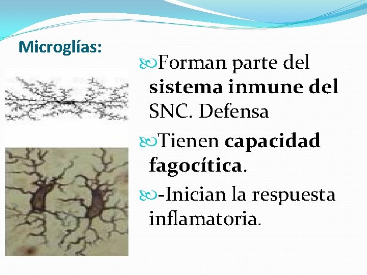 Microglías: Forman parte del sistema inmune del SNC. Defensa Tienen capacidad fagocítica. -Inician la