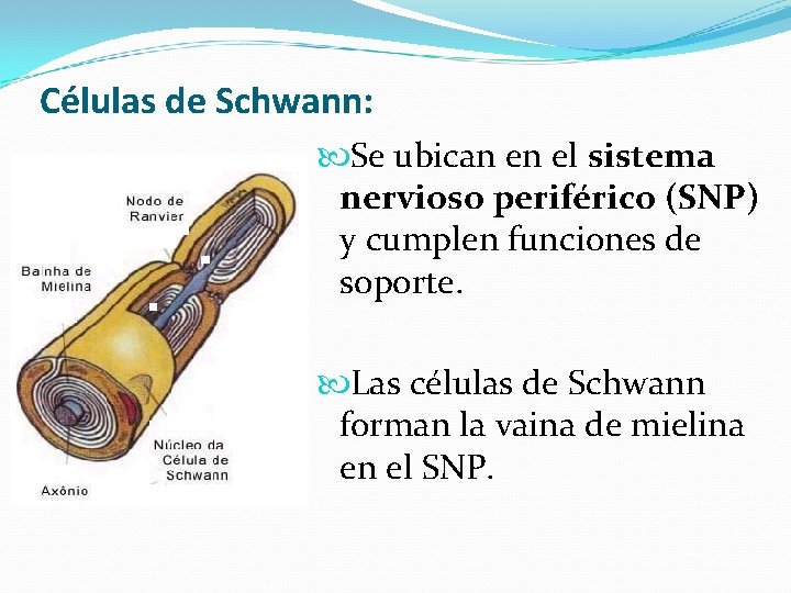 Células de Schwann: Se ubican en el sistema nervioso periférico (SNP) y cumplen funciones