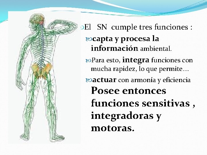  El SN cumple tres funciones : capta y procesa la información ambiental. Para