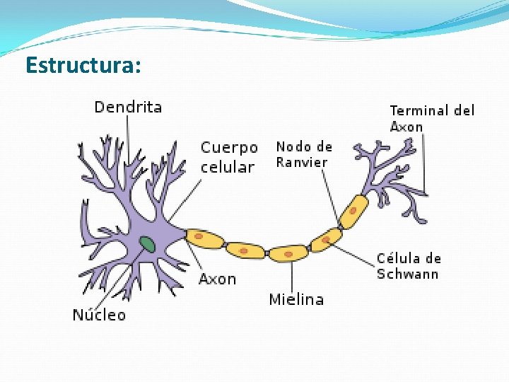 Estructura: 