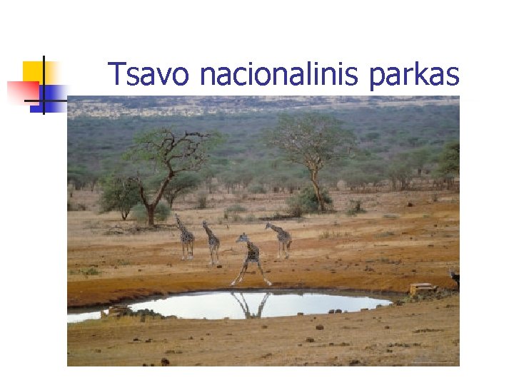 Tsavo nacionalinis parkas 