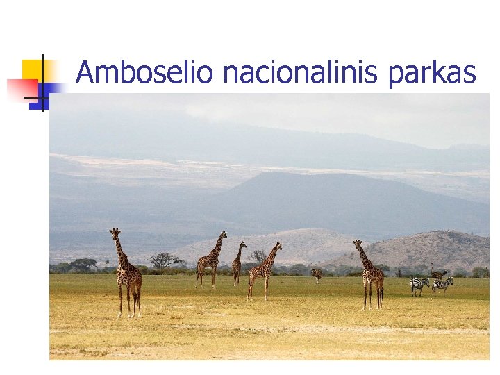 Amboselio nacionalinis parkas 