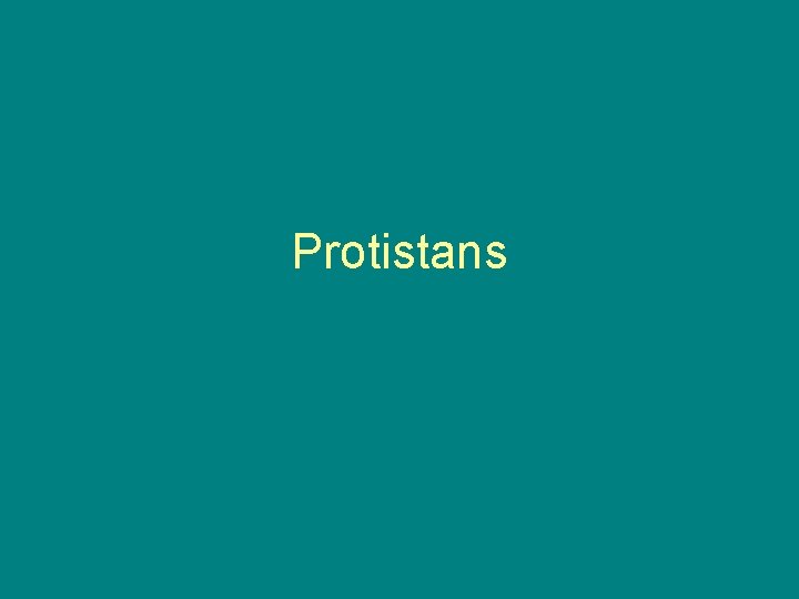 Protistans 