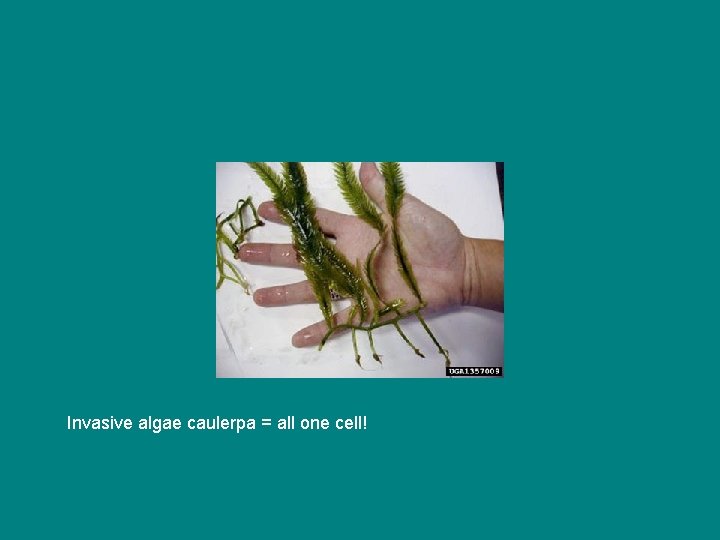 Invasive algae caulerpa = all one cell! 