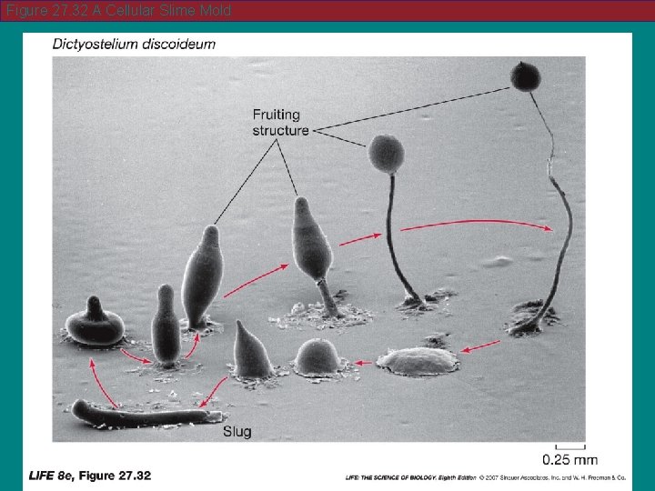 Figure 27. 32 A Cellular Slime Mold 