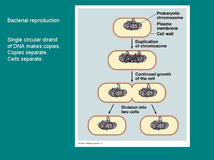 Bacterial reproduction Single circular strand of DNA makes copies. Copies separate. Cells separate. 