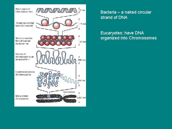 Bacteria – a naked circular strand of DNA Eucaryotes; have DNA organized into Chromosomes