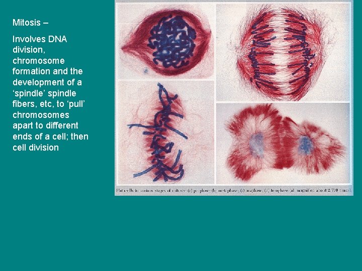 Mitosis – Involves DNA division, chromosome formation and the development of a ‘spindle’ spindle