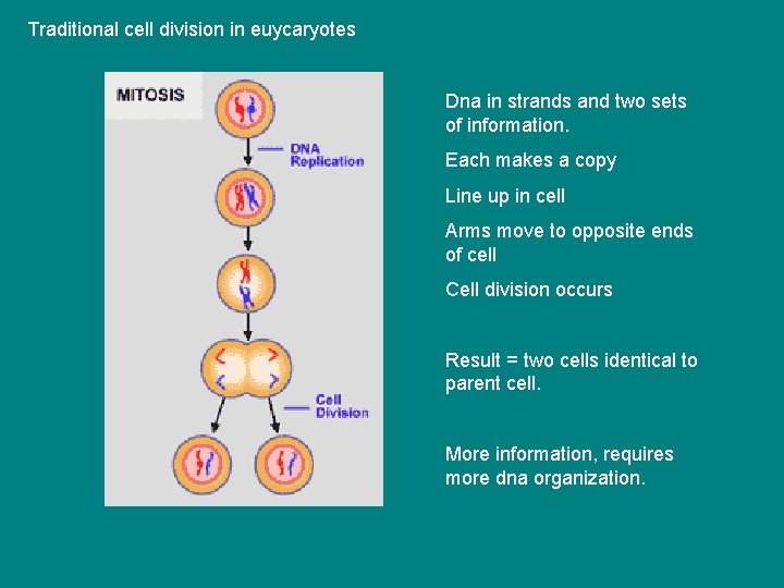 Traditional cell division in euycaryotes Dna in strands and two sets of information. Each