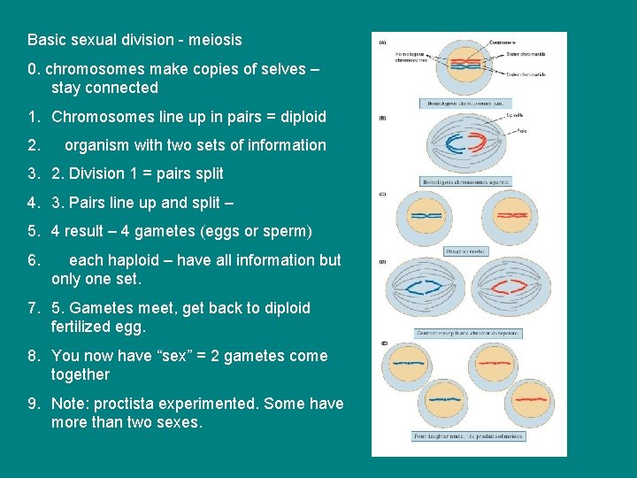 Basic sexual division - meiosis 0. chromosomes make copies of selves – stay connected Basic sexual division - meiosis 0. chromosomes make copies of selves – stay connected