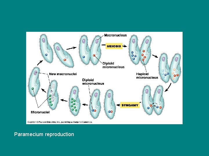 Paramecium reproduction 