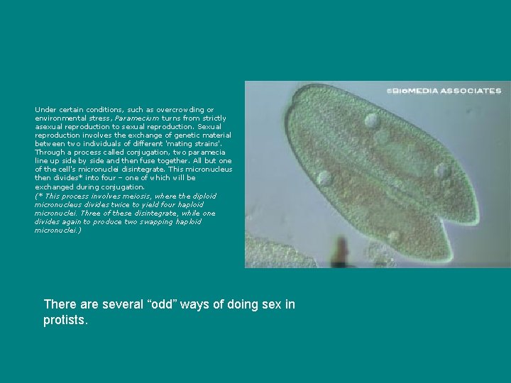 Under certain conditions, such as overcrowding or environmental stress, Paramecium turns from strictly asexual