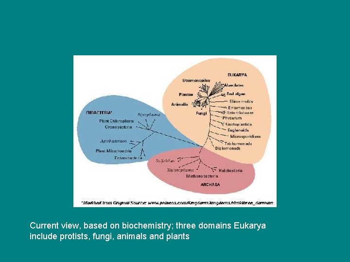 Current view, based on biochemistry; three domains Eukarya include protists, fungi, animals and plants