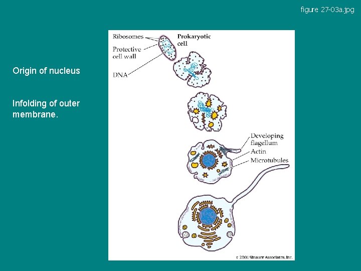 figure 27 -03 a. jpg Origin of nucleus Infolding of outer membrane. Figue 27.