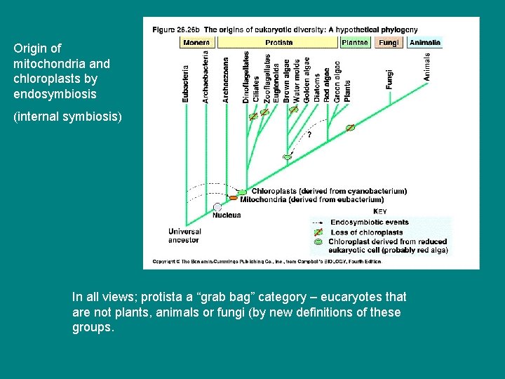 Origin of mitochondria and chloroplasts by endosymbiosis (internal symbiosis) In all views; protista a