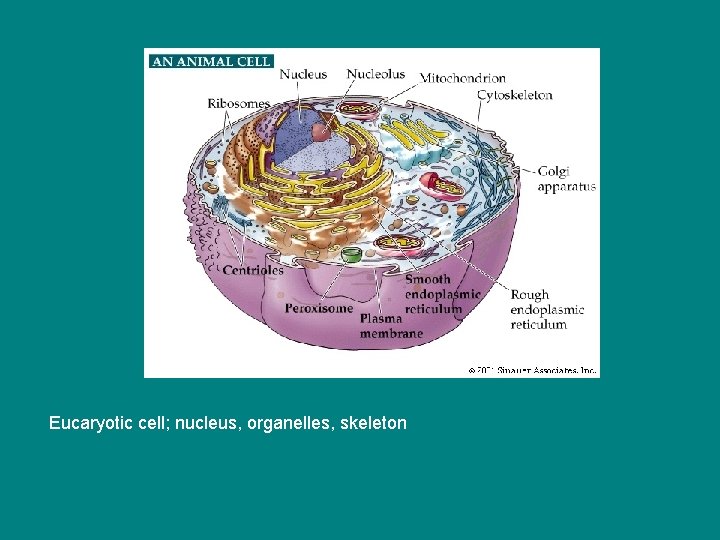 Eucaryotic cell; nucleus, organelles, skeleton 