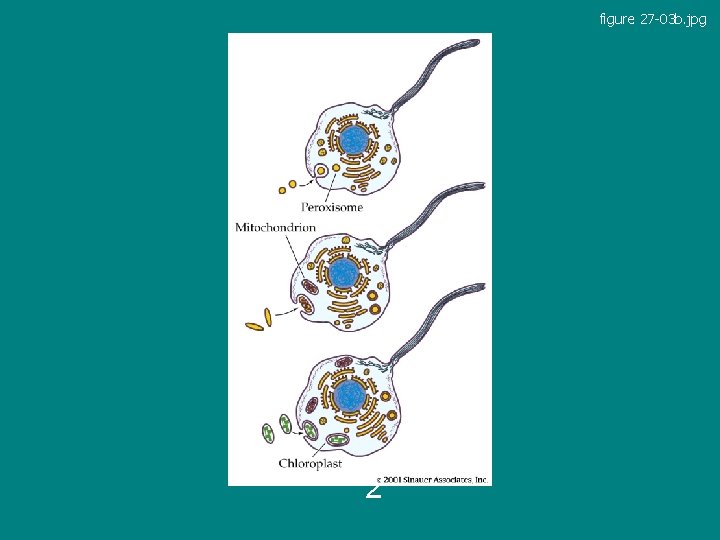 figure 27 -03 b. jpg Figure 27. 3 – Part 2 