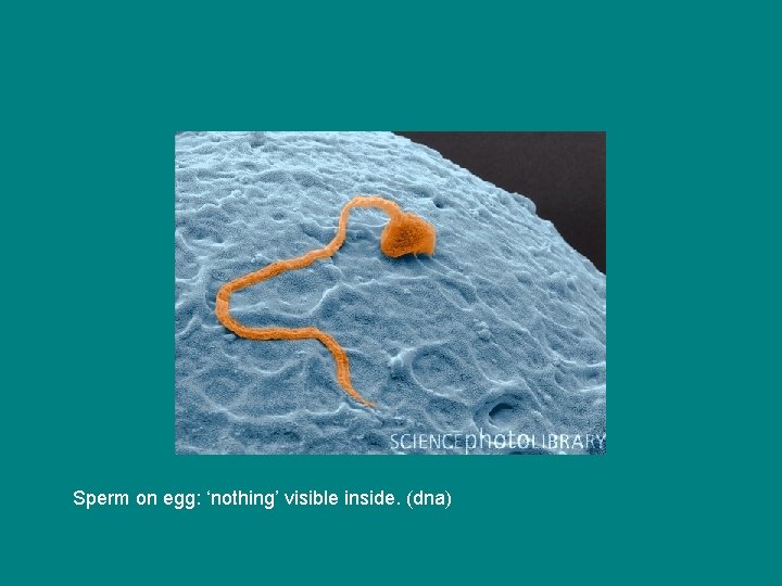 Sperm on egg: ‘nothing’ visible inside. (dna) Sperm on egg: ‘nothing’ visible inside. (dna)
