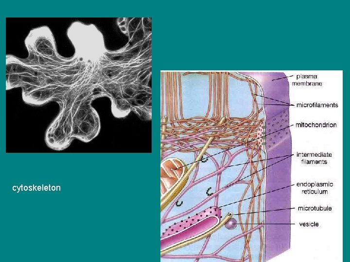 cytoskeleton 