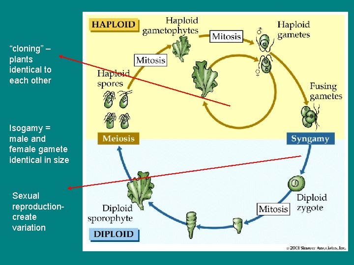 “cloning” – plants identical to each other Isogamy = male and female gamete identical