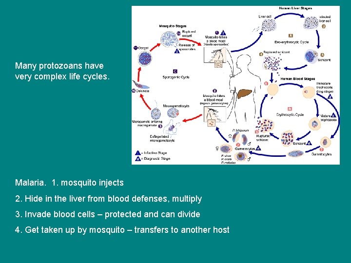 Many protozoans have very complex life cycles. Malaria. 1. mosquito injects 2. Hide in Many protozoans have very complex life cycles. Malaria. 1. mosquito injects 2. Hide in