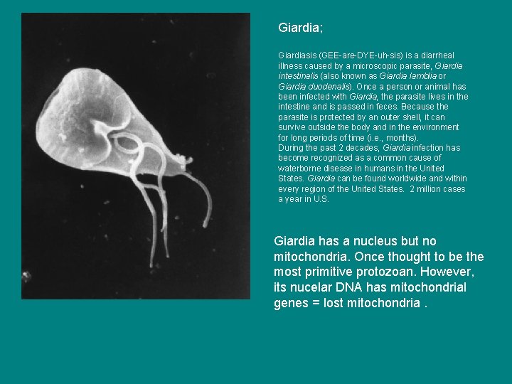 Giardia; Giardiasis (GEE-are-DYE-uh-sis) is a diarrheal illness caused by a microscopic parasite, Giardia intestinalis