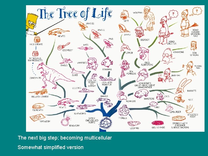 The next big step; becoming multicellular Somewhat simplified version 