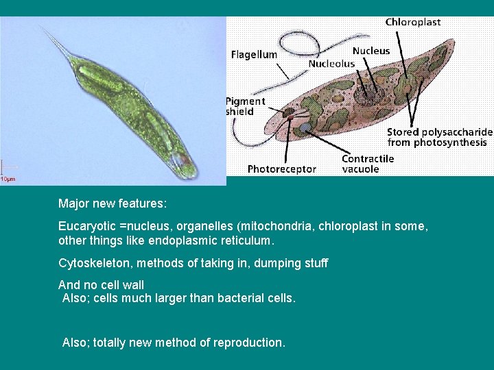 Major new features: Eucaryotic =nucleus, organelles (mitochondria, chloroplast in some, other things like endoplasmic Major new features: Eucaryotic =nucleus, organelles (mitochondria, chloroplast in some, other things like endoplasmic