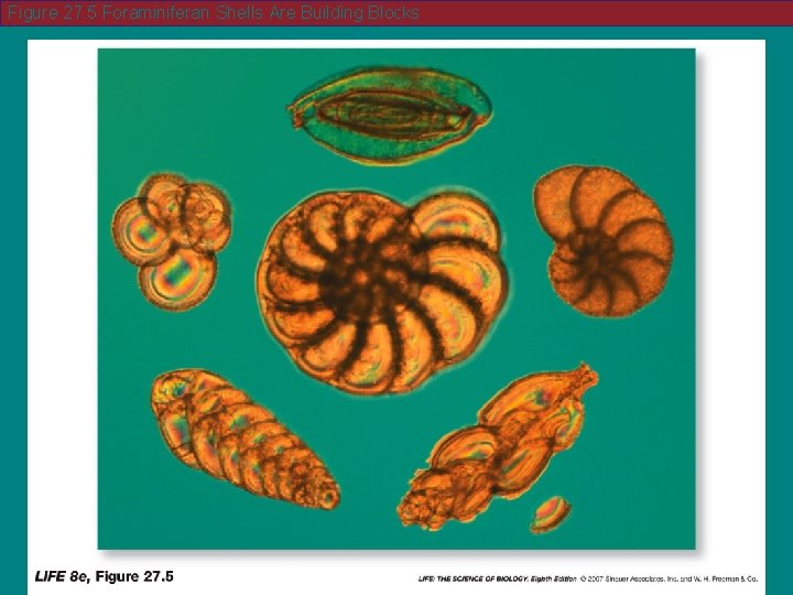 Figure 27. 5 Foraminiferan Shells Are Building Blocks 