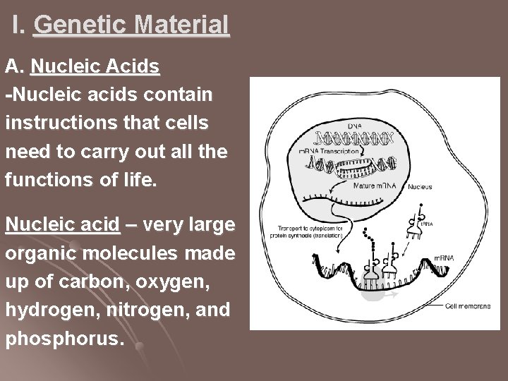 I. Genetic Material A. Nucleic Acids -Nucleic acids contain instructions that cells need to