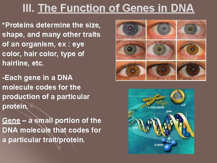 III. The Function of Genes in DNA *Proteins determine the size, shape, and many