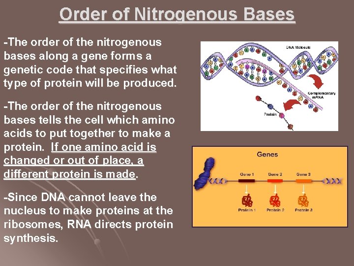 Order of Nitrogenous Bases -The order of the nitrogenous bases along a gene forms