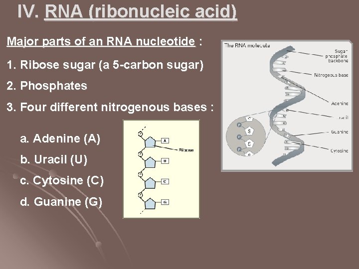 IV. RNA (ribonucleic acid) Major parts of an RNA nucleotide : 1. Ribose sugar