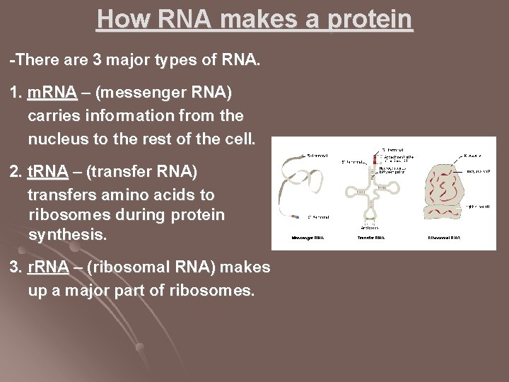 How RNA makes a protein -There are 3 major types of RNA. 1. m.