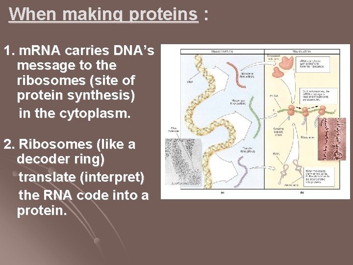 When making proteins : 1. m. RNA carries DNA’s message to the ribosomes (site