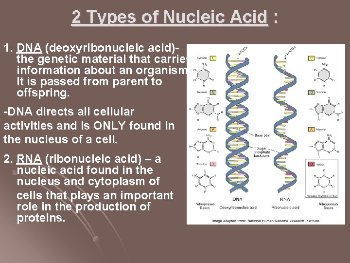 2 Types of Nucleic Acid : 1. DNA (deoxyribonucleic acid)the genetic material that carries
