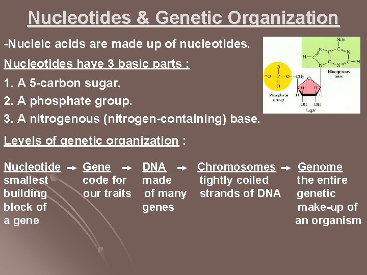 Nucleotides & Genetic Organization -Nucleic acids are made up of nucleotides. Nucleotides have 3