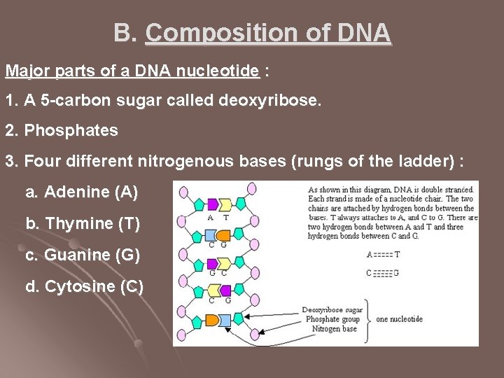 B. Composition of DNA Major parts of a DNA nucleotide : 1. A 5