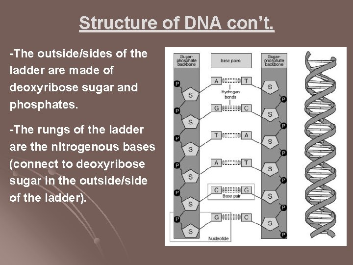 Structure of DNA con’t. -The outside/sides of the ladder are made of deoxyribose sugar