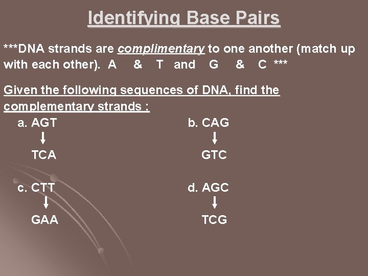 Identifying Base Pairs ***DNA strands are complimentary to one another (match up with each